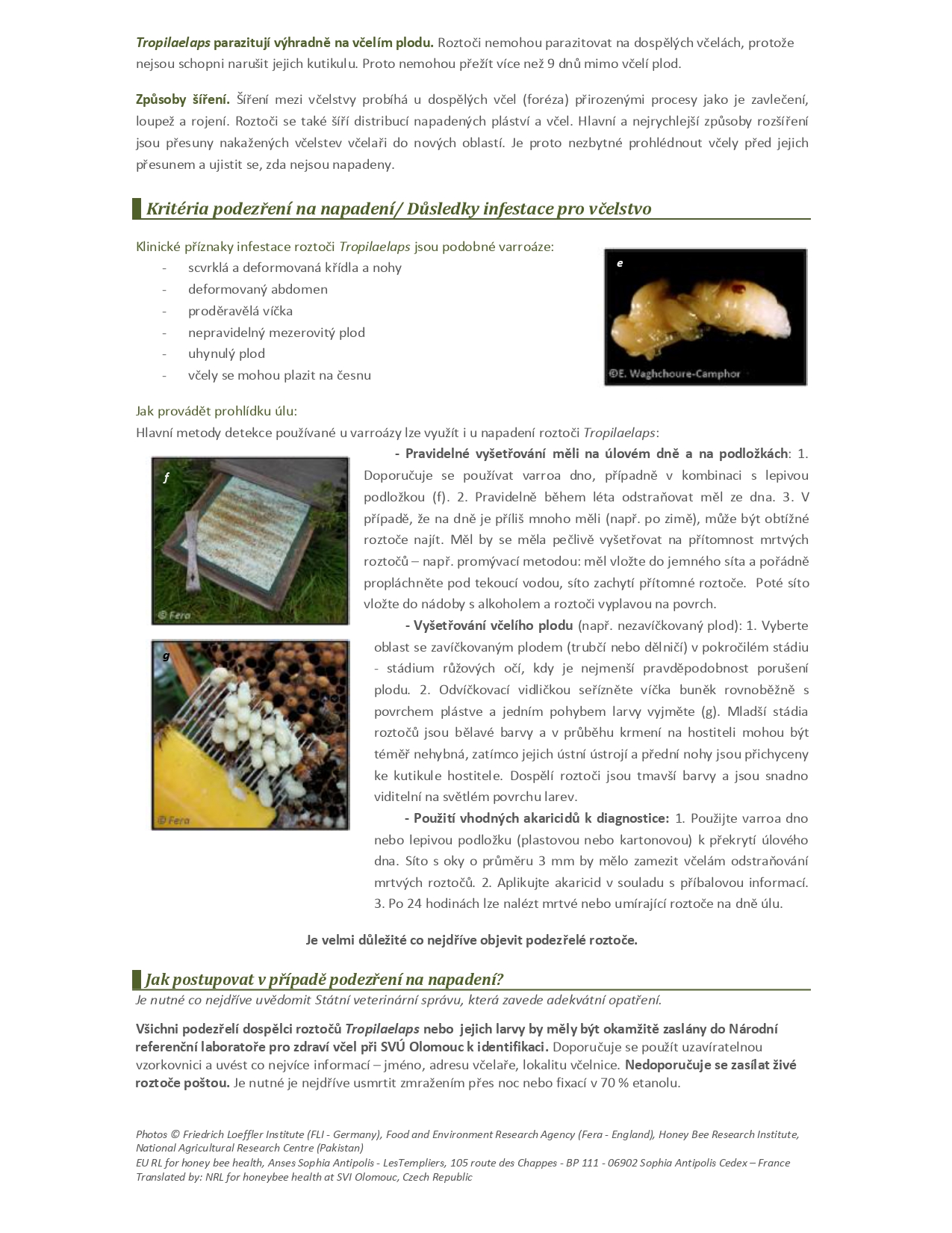 Tropilaelaps_For_beekeepers