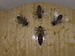 100_3571.JPG